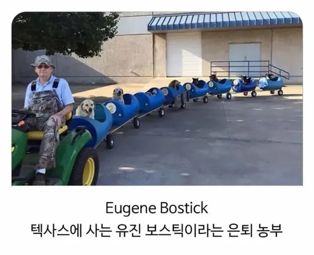 80세 할아버지가 강아지들과 산책하는 방법