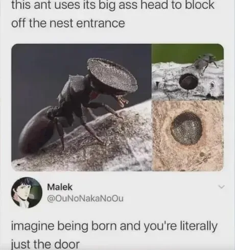 머리로 문을 막는 개미