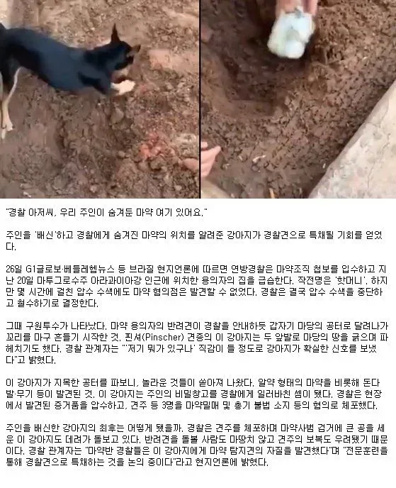 주인 배신하고 경찰견에 특채 된 강아지.