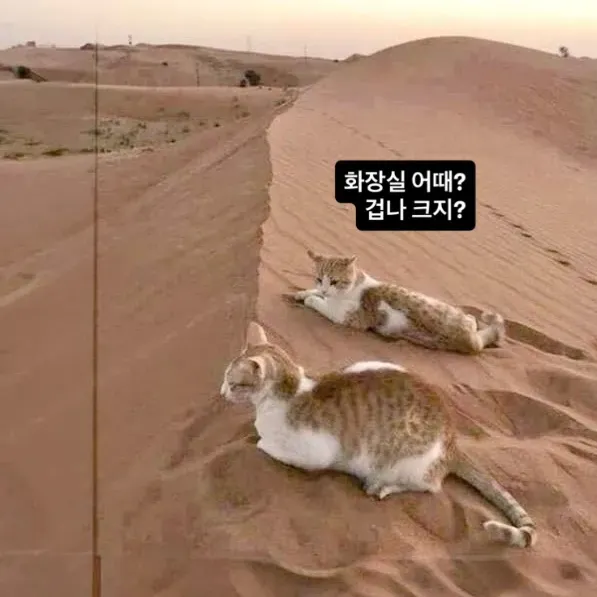 고양이의 넓은 화장실