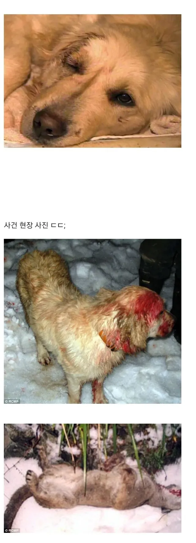 리트리버 빡치게 하지마라