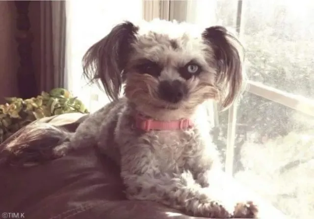 빌런 처럼 생겨서 유명해진 댕댕이