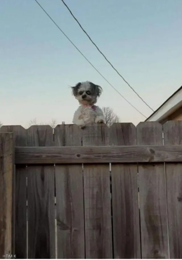 빌런 처럼 생겨서 유명해진 댕댕이