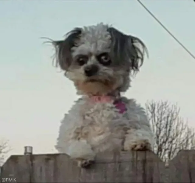 빌런 처럼 생겨서 유명해진 댕댕이