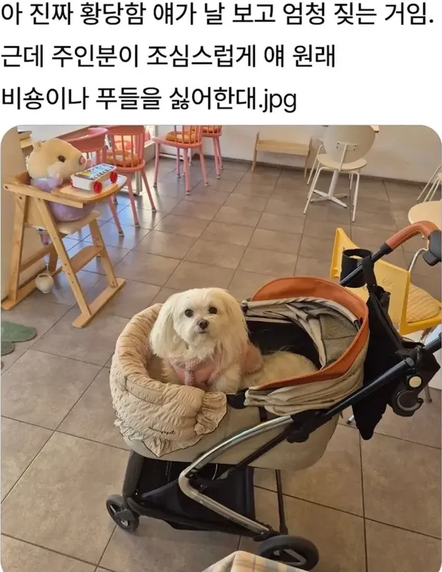 개가 엄청 짖은 이유