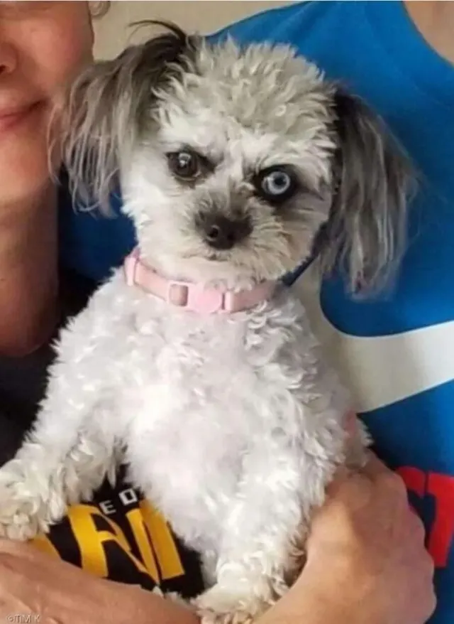 빌런 처럼 생겨서 유명해진 댕댕이