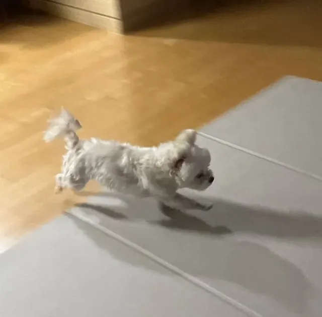 이거 무서워 하는 강아지 많다구 함