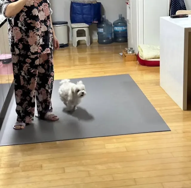 이거 무서워 하는 강아지 많다구 함