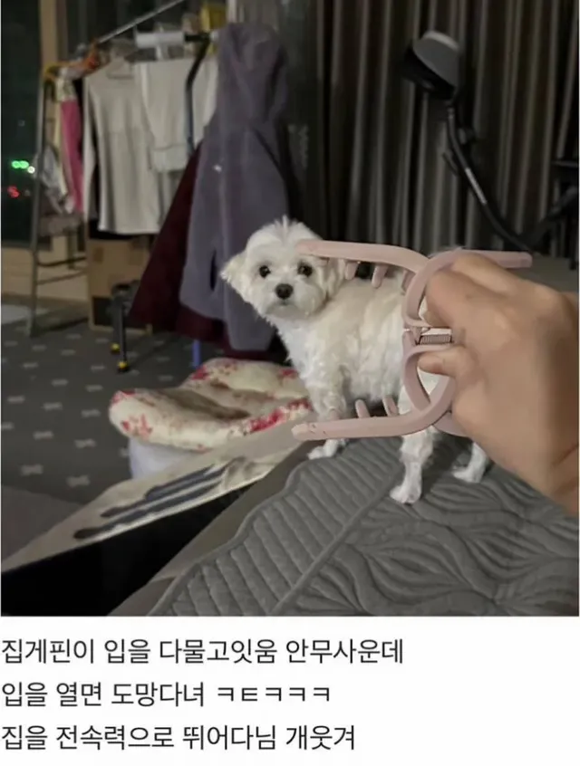 이거 무서워 하는 강아지 많다구 함