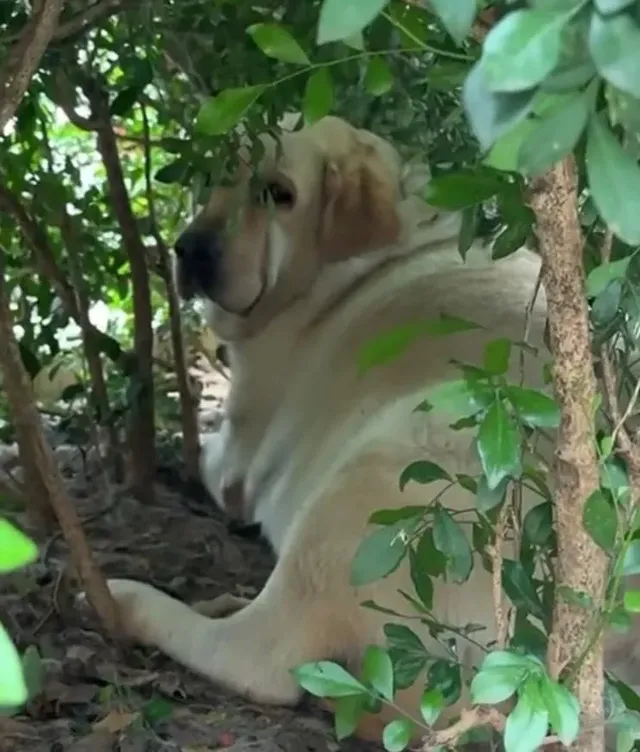 싱글벙글 강아지 먹이 주지마세요