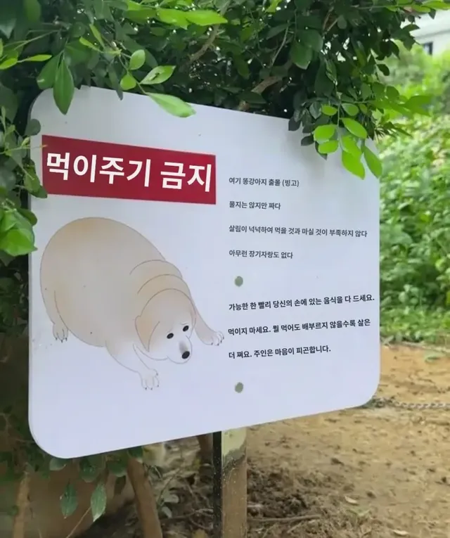 싱글벙글 강아지 먹이 주지마세요