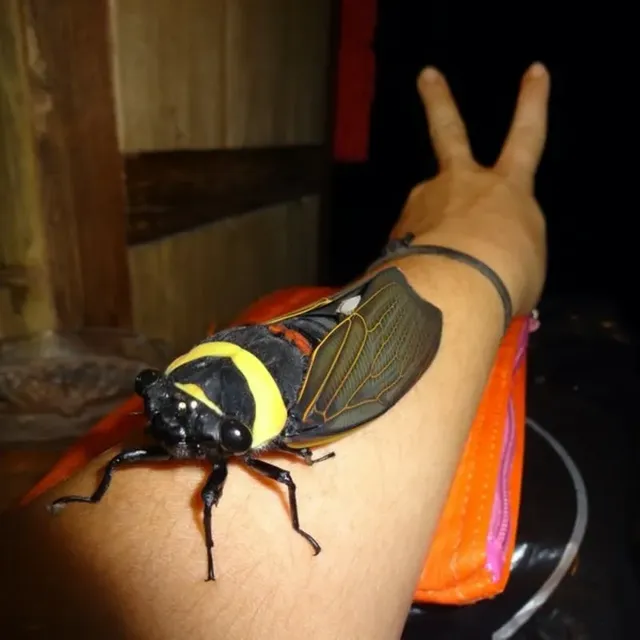 장난감같은 동남아 왕매미