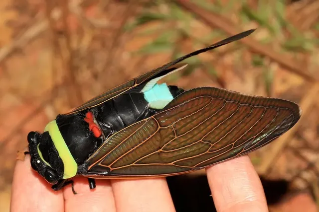 장난감같은 동남아 왕매미