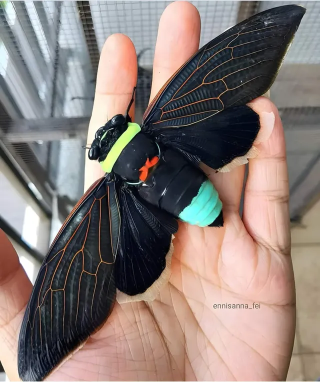 장난감같은 동남아 왕매미