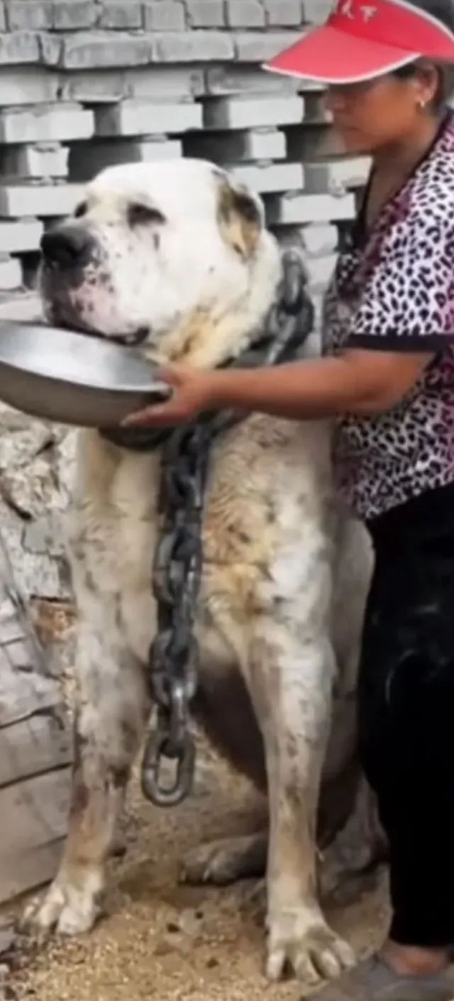 늑대를 박살내는 120kg 짜리 개들의 피지컬