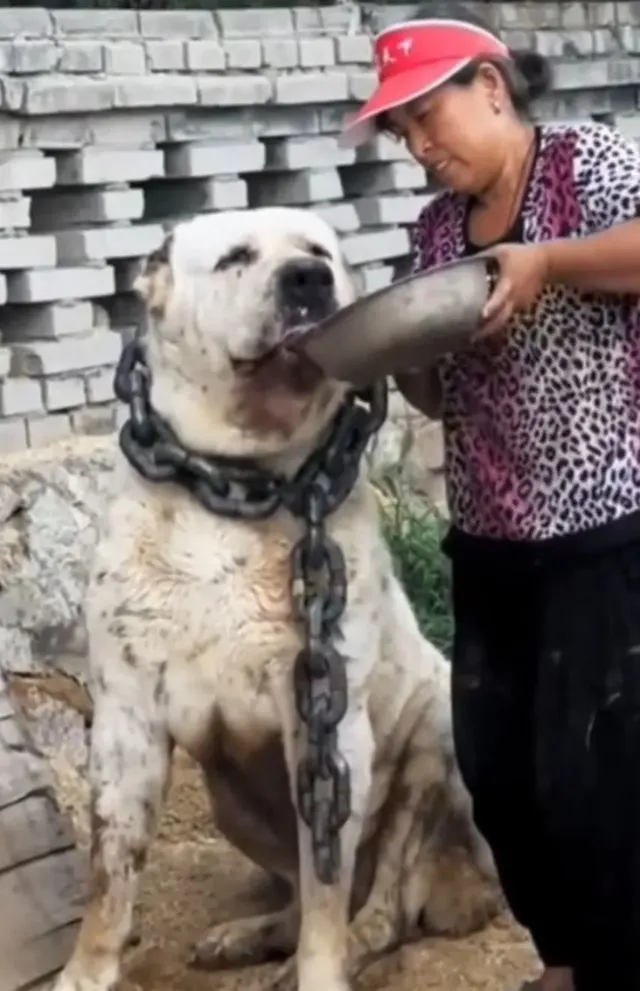 늑대를 박살내는 120kg 짜리 개들의 피지컬