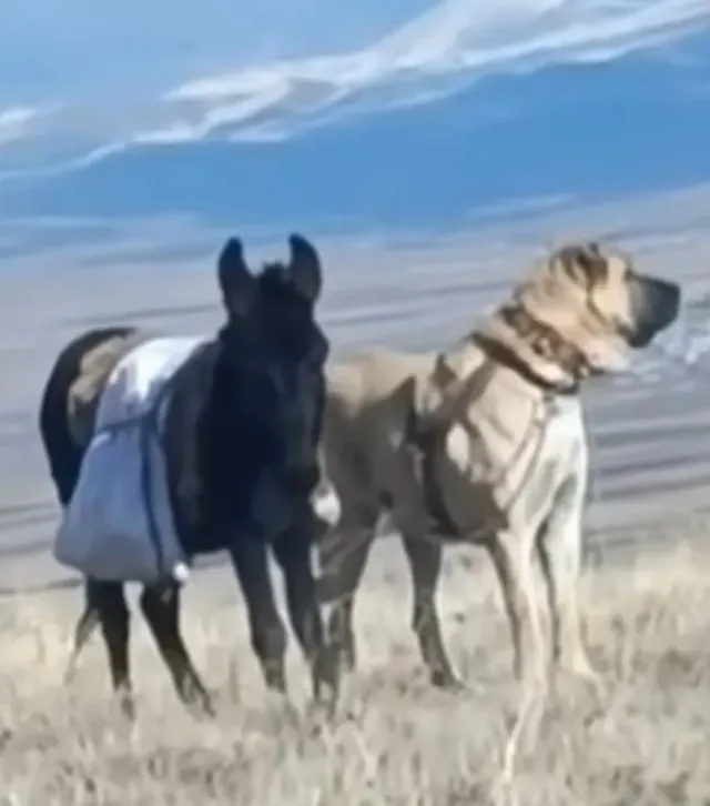 늑대를 박살내는 120kg 짜리 개들의 피지컬