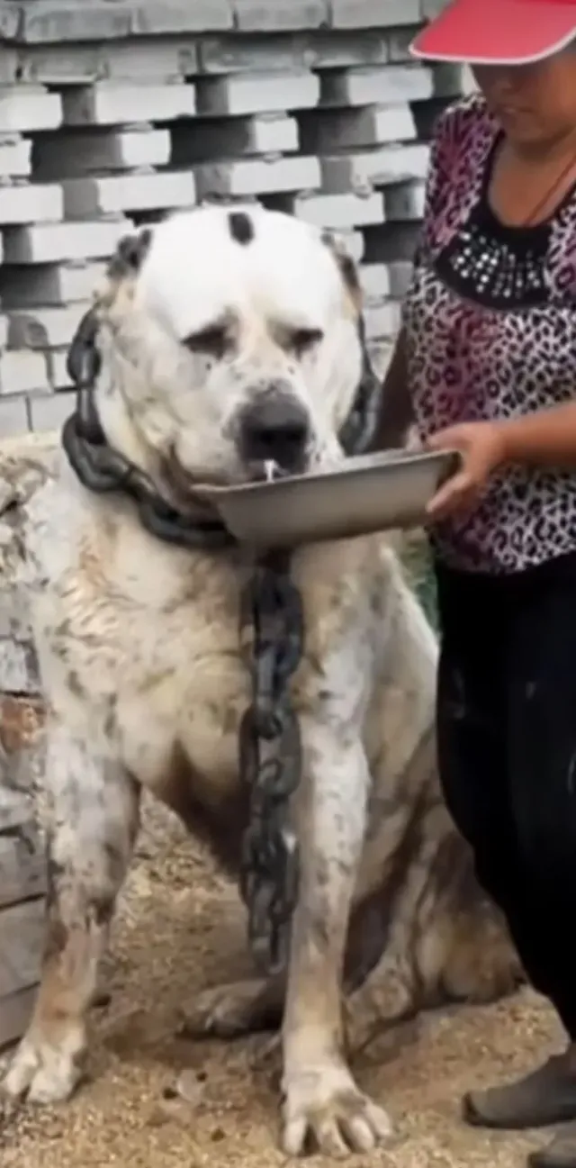 늑대를 박살내는 120kg 짜리 개들의 피지컬