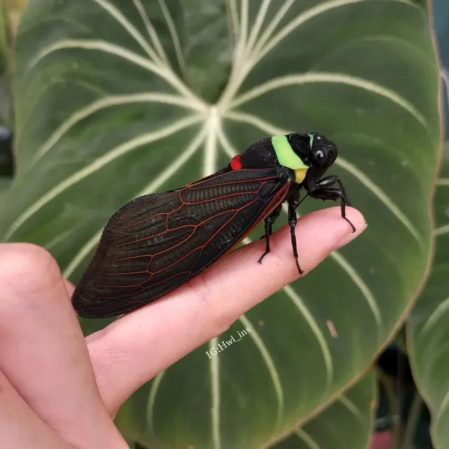 장난감같은 동남아 왕매미