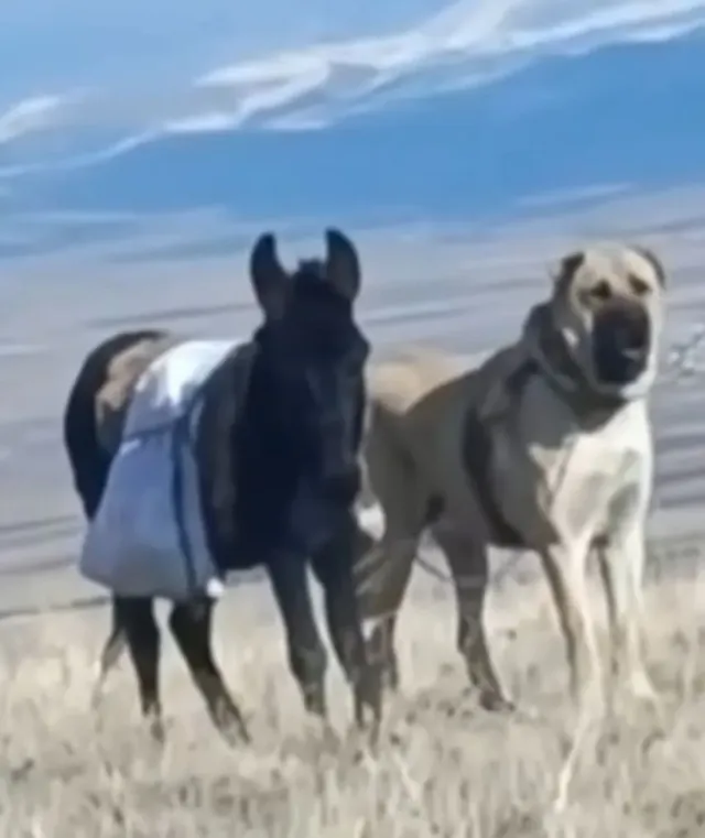 늑대를 박살내는 120kg 짜리 개들의 피지컬