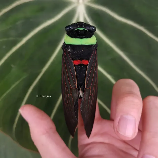 장난감같은 동남아 왕매미