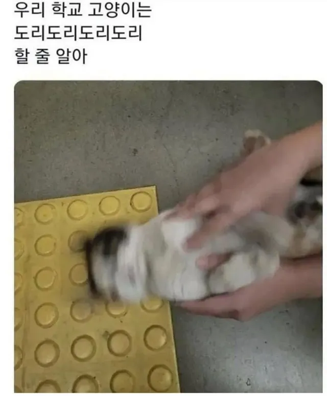 대학교 고양이 자랑대회
