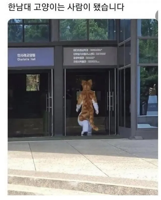 대학교 고양이 자랑대회