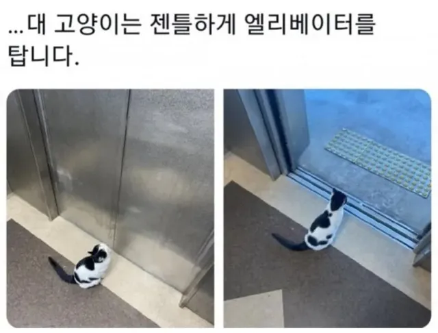 대학교 고양이 자랑대회