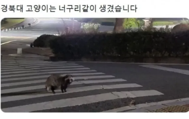 대학교 고양이 자랑대회