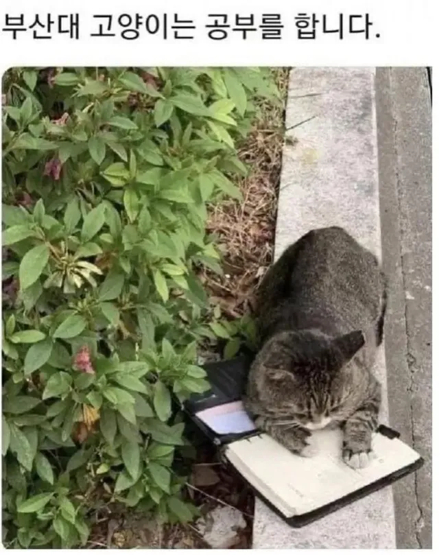 대학교 고양이 자랑대회