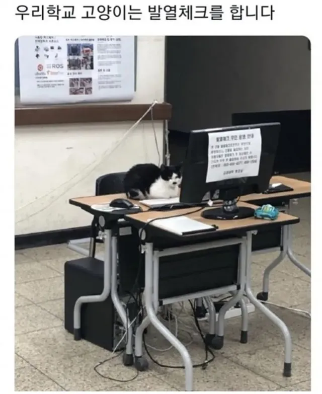 대학교 고양이 자랑대회