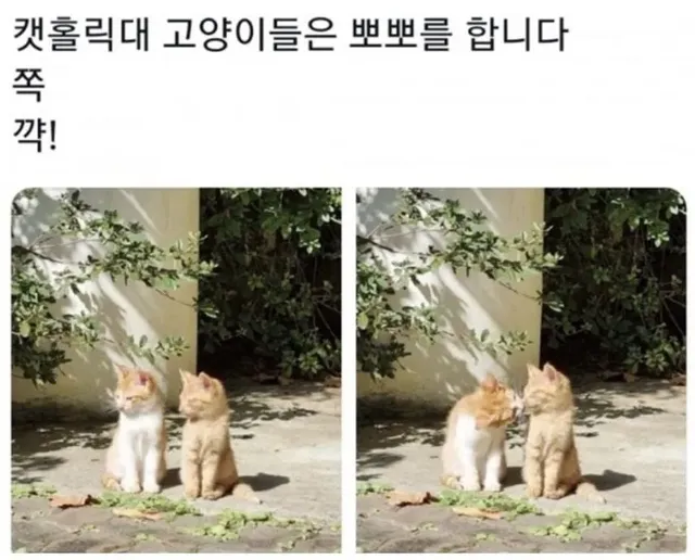 대학교 고양이 자랑대회
