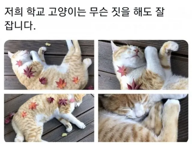 대학교 고양이 자랑대회