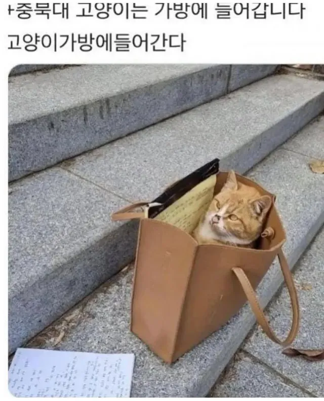 대학교 고양이 자랑대회