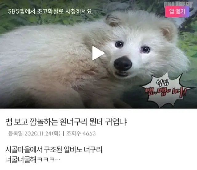할아버지가 산에서 주워온 강아지의 대반전.jpg