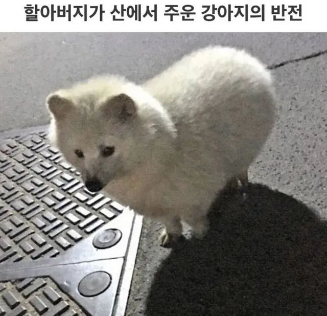 할아버지가 산에서 주워온 강아지의 대반전.jpg