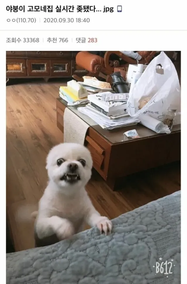 개껌을 뺏은 결과