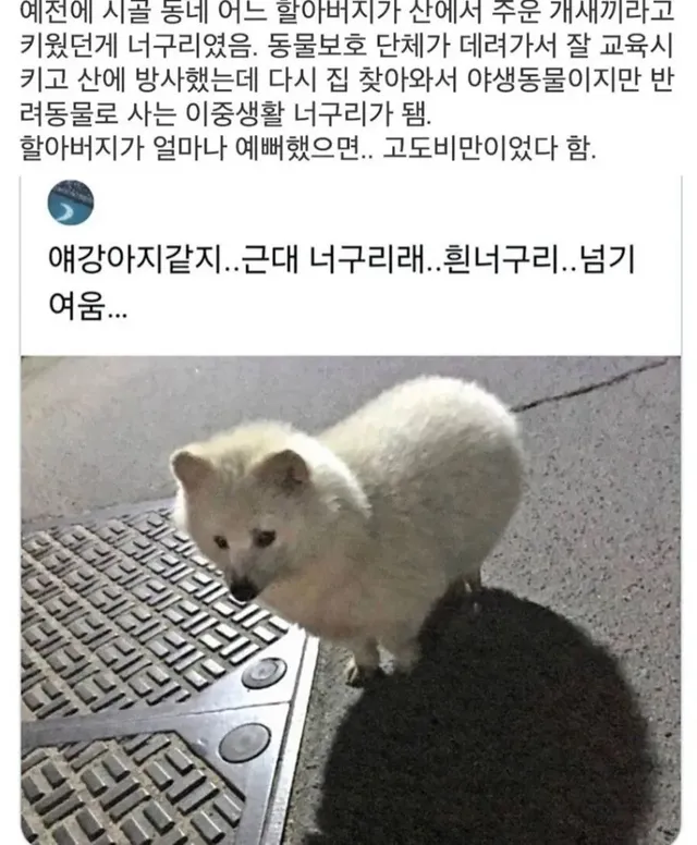 할아버지가 산에서 주워온 강아지의 대반전.jpg