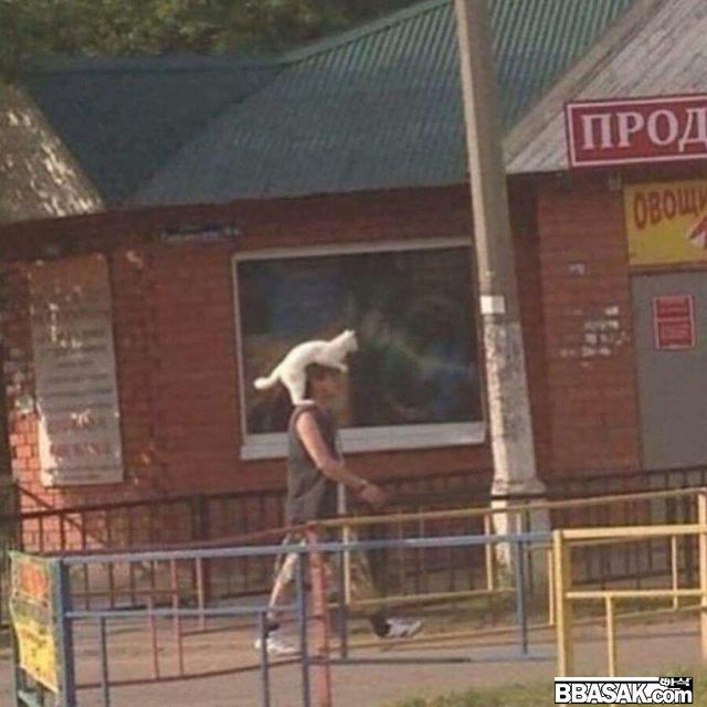 집사 산책시키는중.jpg