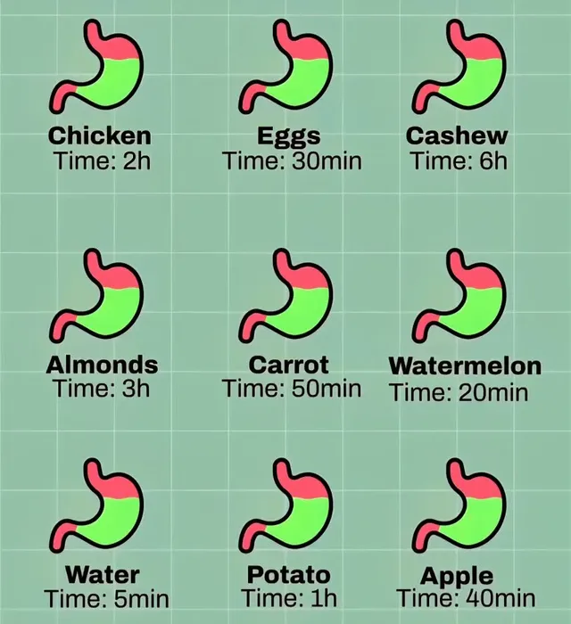 음식별 소화되는 시간