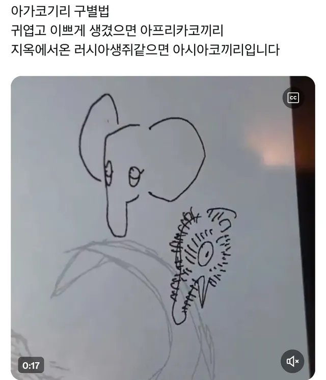 의외로 정확하다는 아기 코끼리 구분법.jpg