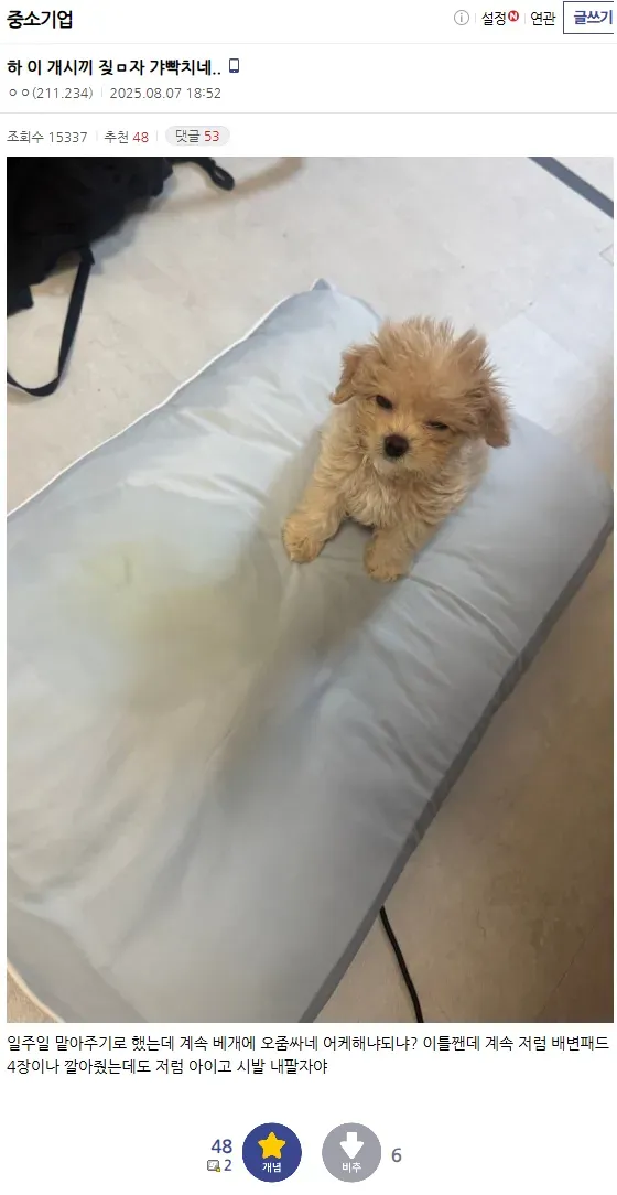 맡아주기로한 개새끼 때문에 빡친다는 디시인.JPG