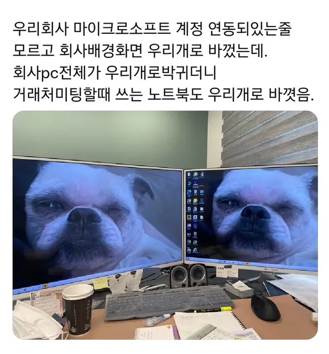 회사 컴퓨터 바탕 화면을 자기 개로 바꾼 사람