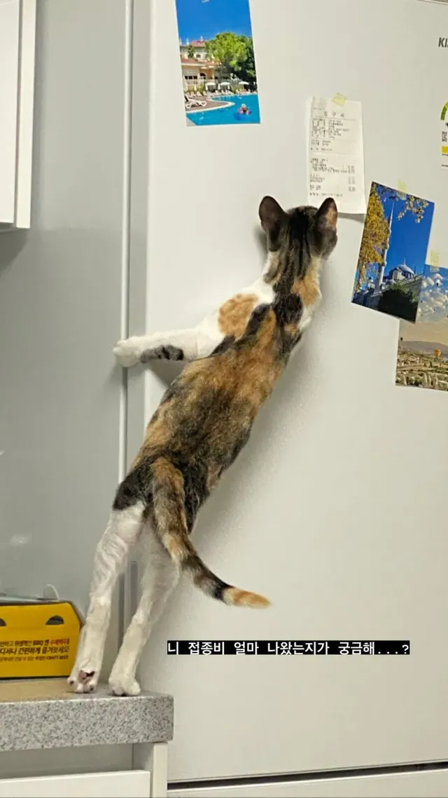 자기 병원비가 궁금했던 고양이