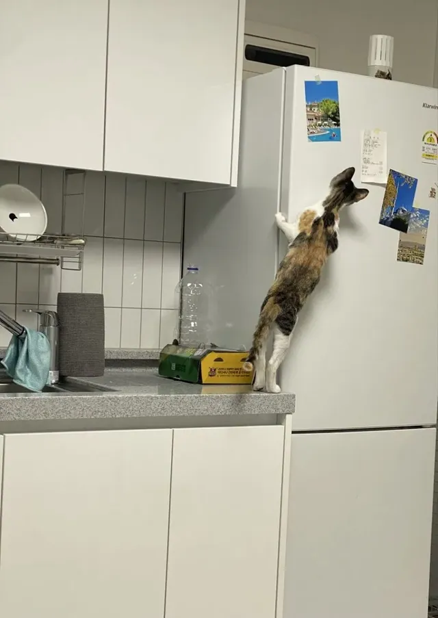 자기 병원비가 궁금했던 고양이