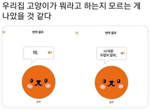 고양이 번역기를 써보았다.jpg