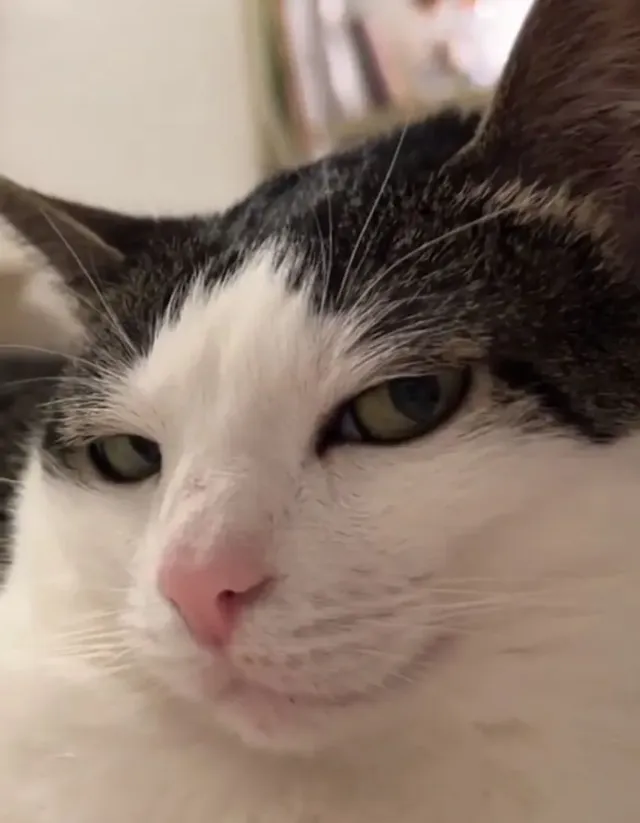 고양이 번역기를 써보았다.jpg