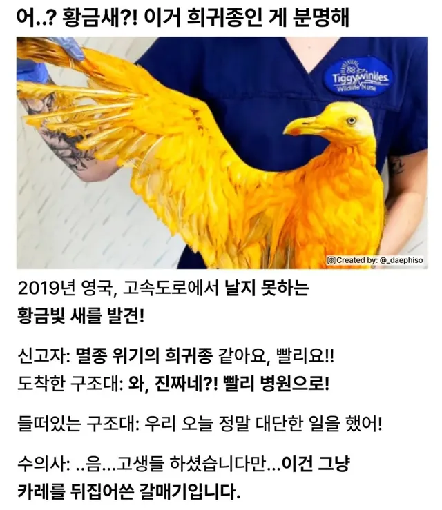 전설의 황금새를 발견