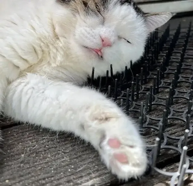 고양이 접근방지 패드 후기