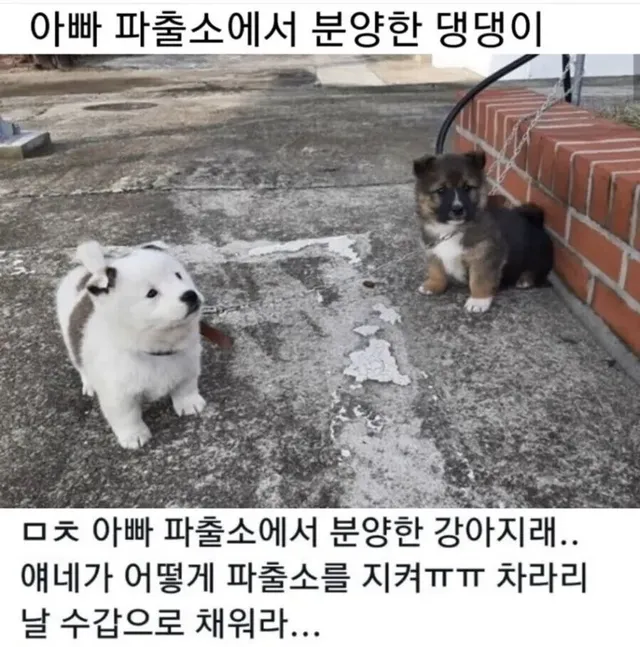 파출소 파수견